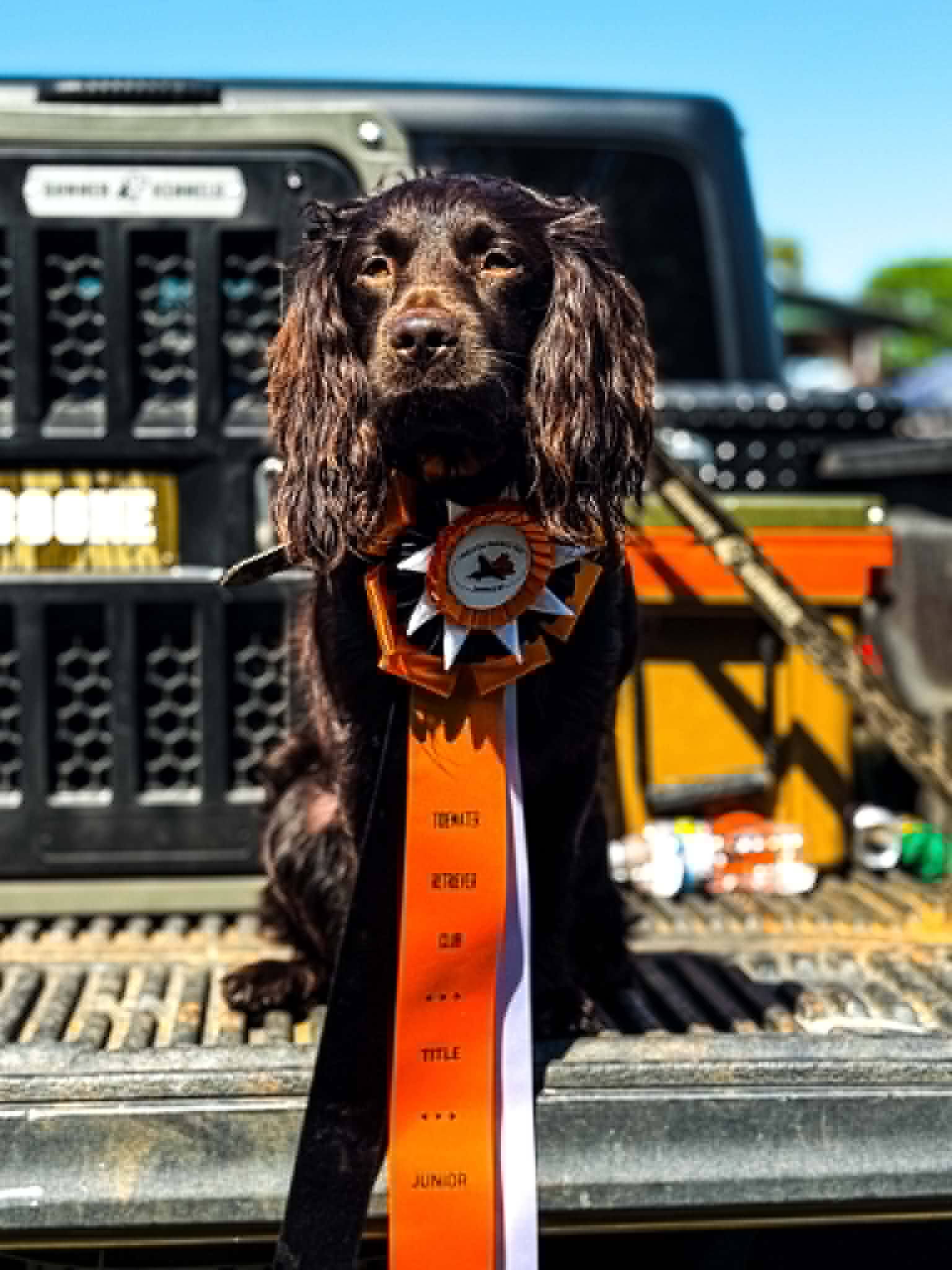 Small Dog, Big Impact: What One Boykin Spaniel Can Teach Us About Dogs, Community, and Conservation