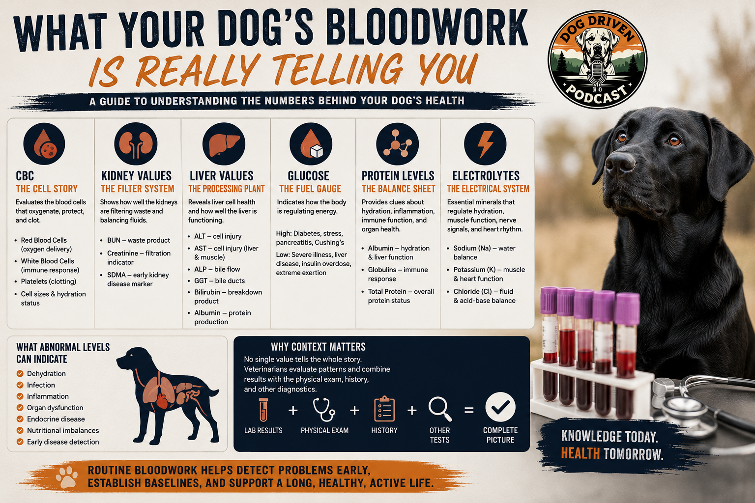 Understanding Diagnostic Tests Part 1: What Your Dog's Bloodwork Is Really Telling You
