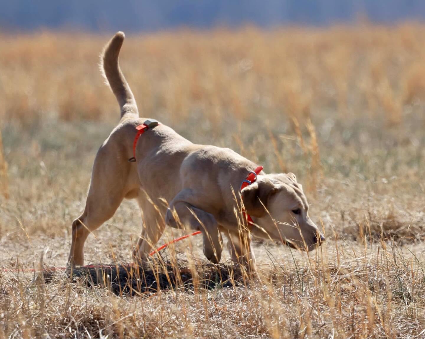 Built, Not Rushed: A Conversation with Blake Haddock of Feather Point Retrievers