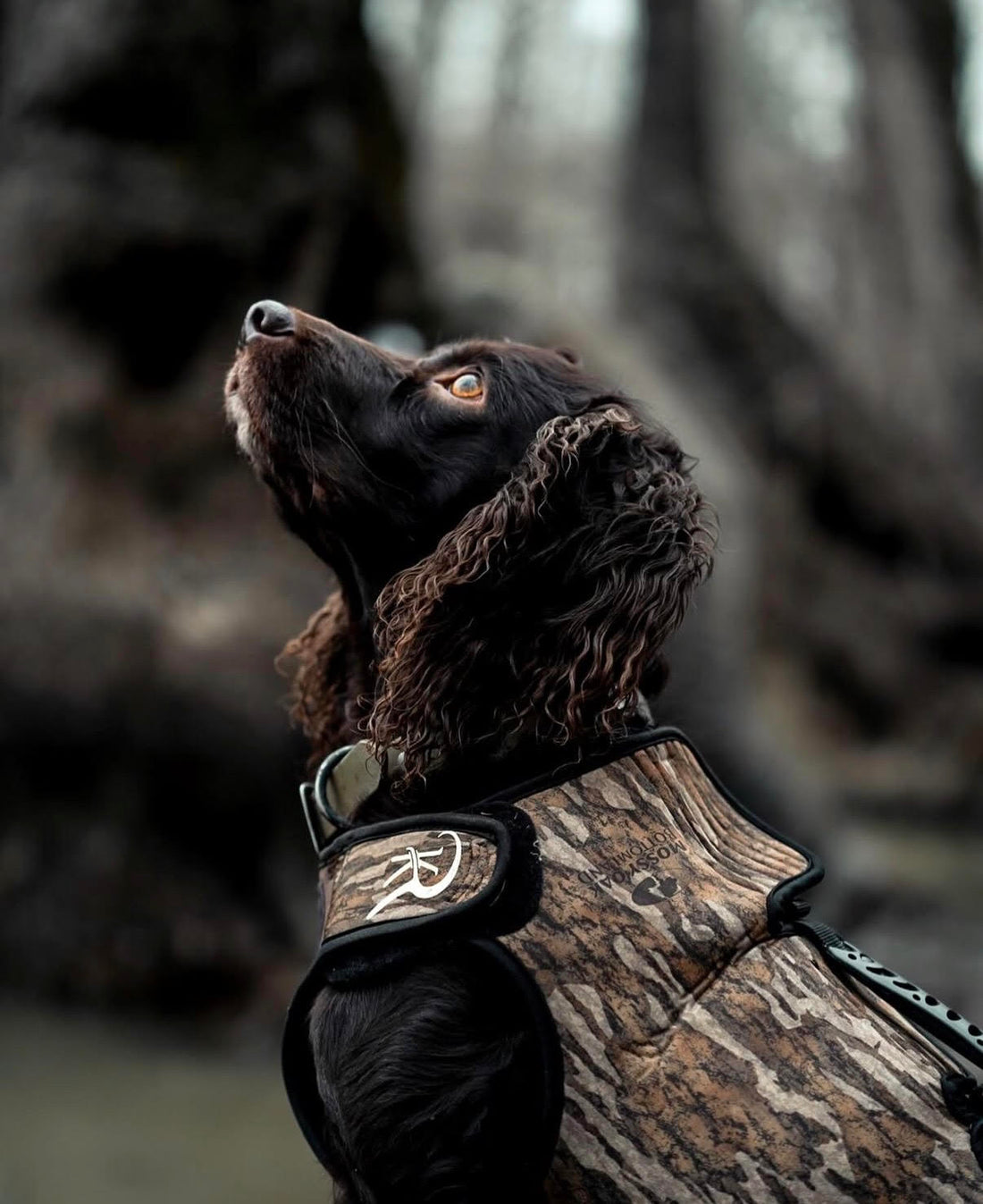 Protecting Performance: The Story Behind ReKoil Dog Vests